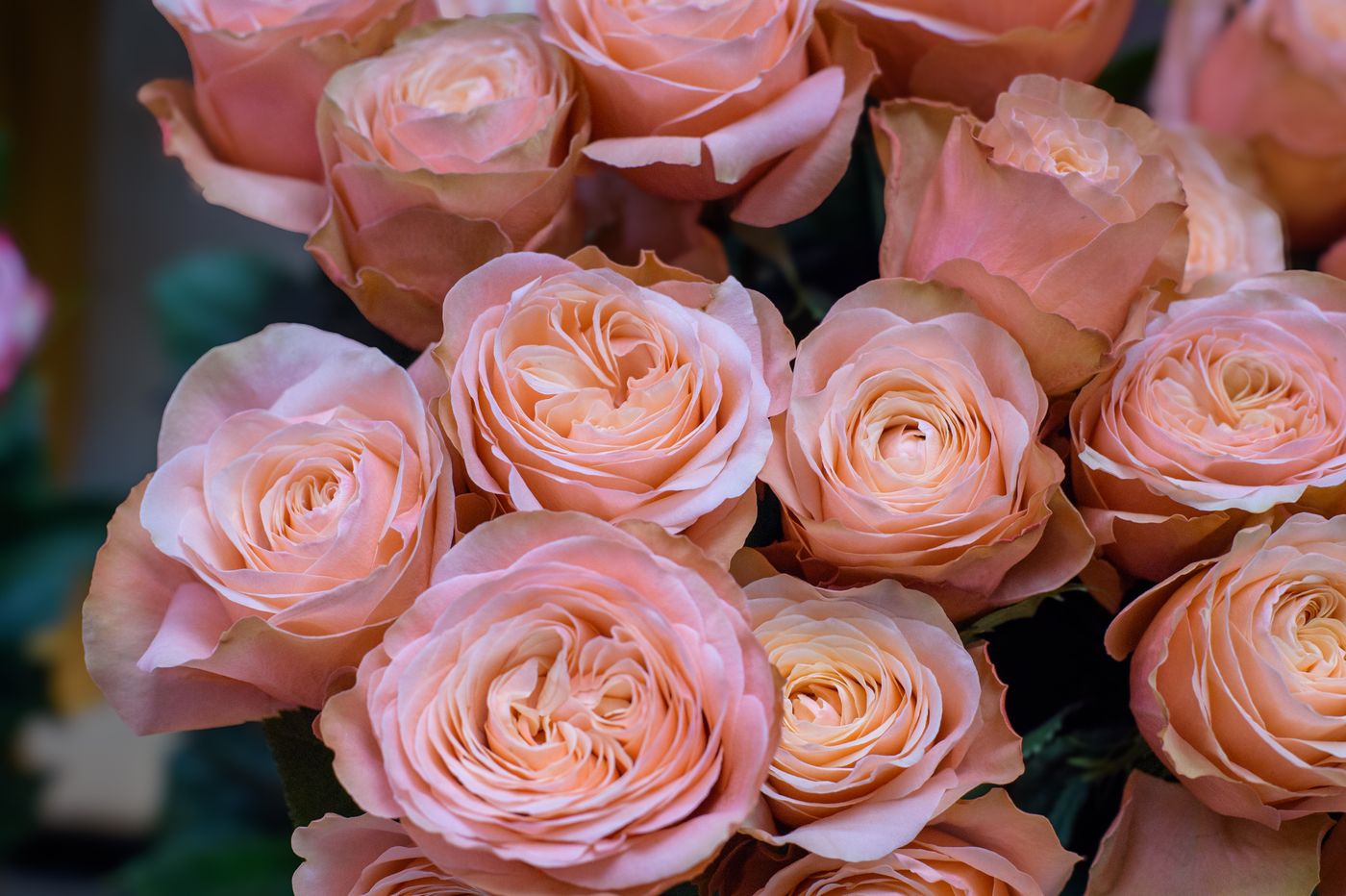 Garden roses in soft coral tones