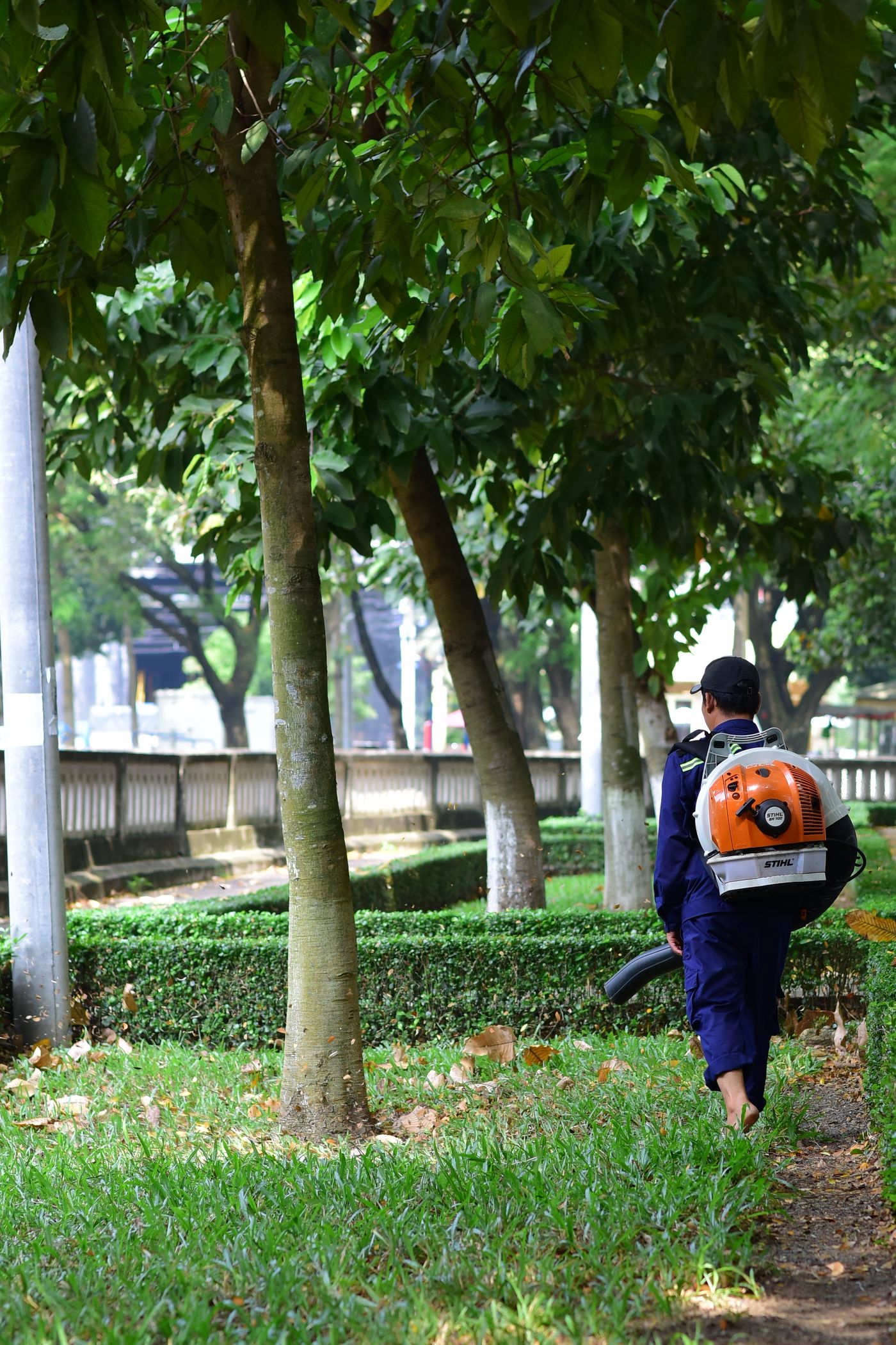 Tree-lined garden path
