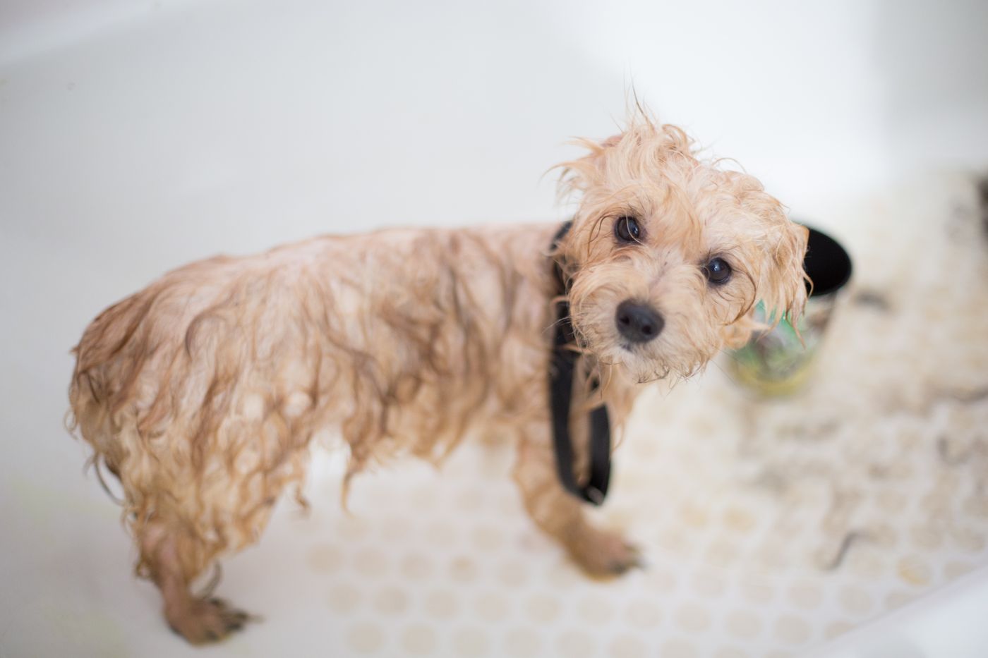 Wet puppy enjoying bath time
