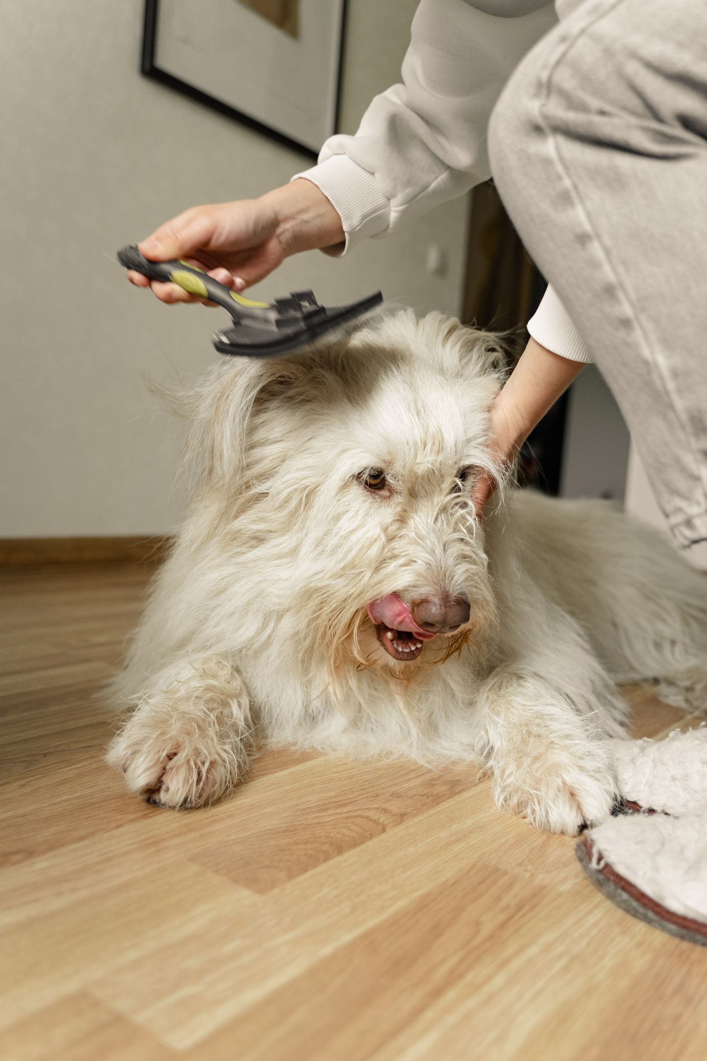 Fluffy dog being brushed