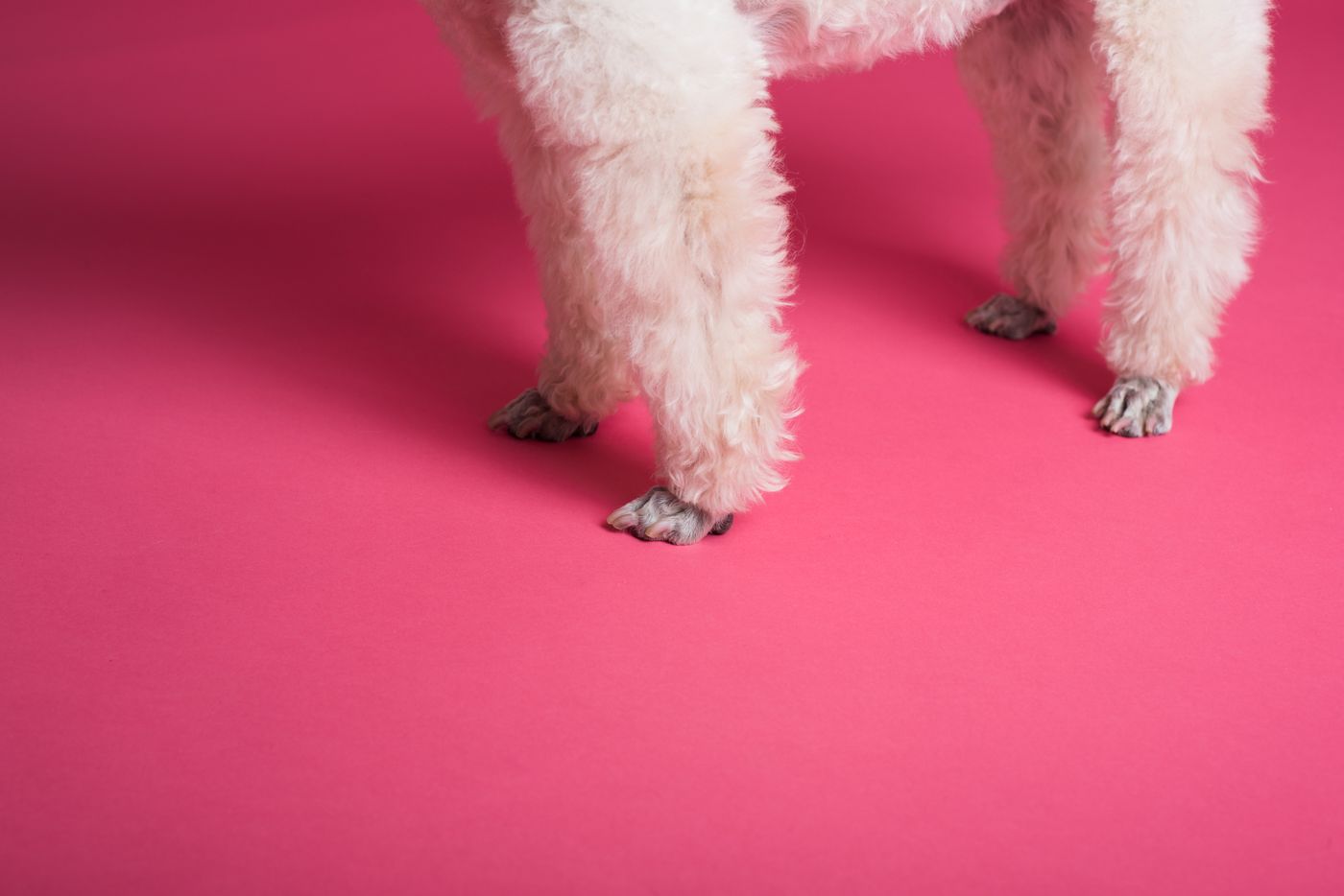Poodle paws on a bright pink backdrop