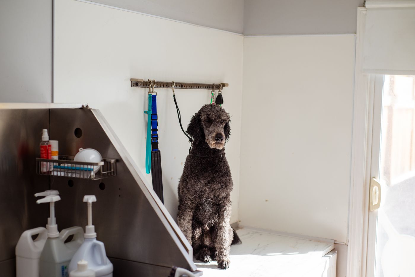 Poodle waiting patiently in the salon