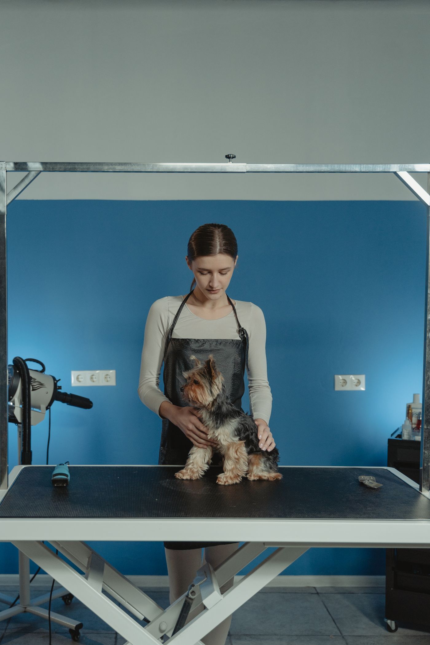 Groomer styling a terrier